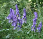 640px-Aconitum_variegatum_110807f