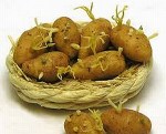 sproutingpotatoes450