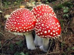Amanita muscaria red