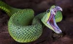 Viper Snake